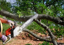 Reliable Lacon, IL Tree Care Solutions