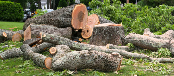 Best Emergency Tree Removal  in Lacon, IL