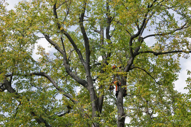 How Our Tree Care Process Works  in  Lacon, IL